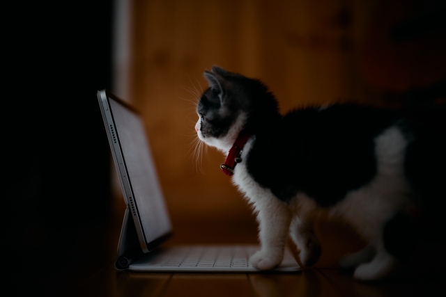 ネットで検索する猫